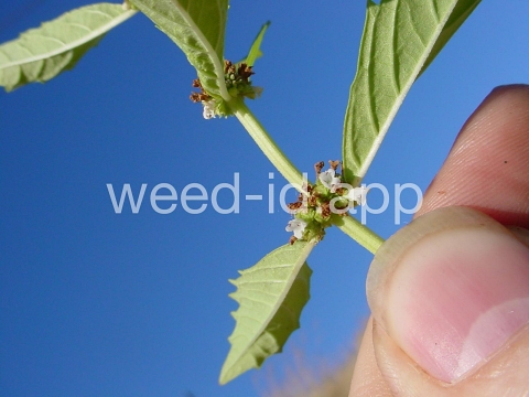 bugleweed, rough